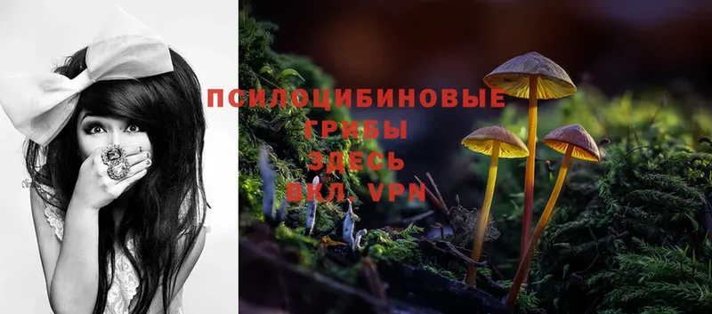 Галлюциногенные грибы Psilocybe  площадка состав  Шуя 